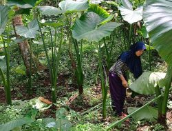 Daun Talas Beneng: Potensi Emas Hijau Penghasil Dollar