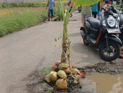 Warga Tanam Pisang di Akses Jalan Kelurahan Purwakarta – Walikota diminta turun langsung