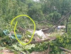 Lurah Lebak Gede Cuek, Warga Diserbu Monyet Liar