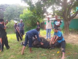 PB Al-Khaeriyah Berkurban: Sembelih 19 Hewan, Bagikan Daging untuk Warga Cilegon