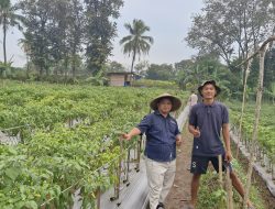 Panen Cabai di Kerotek, SMSI Cilegon Tunjukkan Media Tak Sekadar Menulis Berita