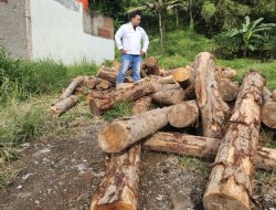 Diduga Ada Penebangan Kayu Ilegal di Cilegon, Warga Cidangdang Khawatir Dampak Lingkungan