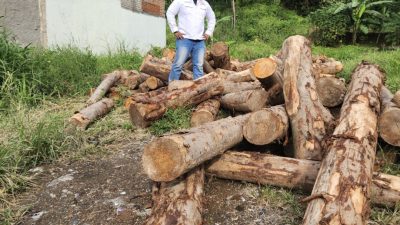 Diduga Ada Penebangan Kayu Ilegal di Cilegon, Warga Cidangdang Khawatir Dampak Lingkungan