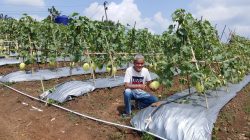 Panen Perdana Melon Premium Lebak: Kadin Dorong Petani Naik Kelas, Bidik Pasar Supermarket