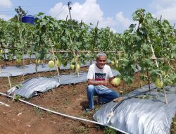 Panen Perdana Melon Premium Lebak: Kadin Dorong Petani Naik Kelas, Bidik Pasar Supermarket