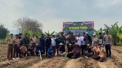 Kodim Cilegon Tancap Gas Dukung Program Prabowo, 2 Hektare Jagung Ditanam di Bulakan