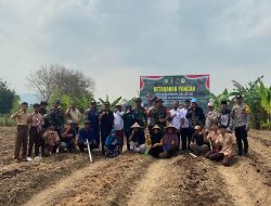 Kodim Cilegon Tancap Gas Dukung Program Prabowo, 2 Hektare Jagung Ditanam di Bulakan