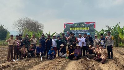 Kodim Cilegon Tancap Gas Dukung Program Prabowo, 2 Hektare Jagung Ditanam di Bulakan