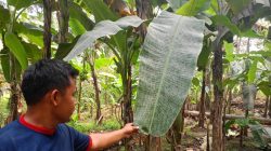 Debu Diduga dari Tambang Bojonegara Kian Meresahkan, Petani Pabean Keluhkan Tanaman Menguning dan Mati