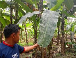 Debu Diduga dari Tambang Bojonegara Kian Meresahkan, Petani Pabean Keluhkan Tanaman Menguning dan Mati